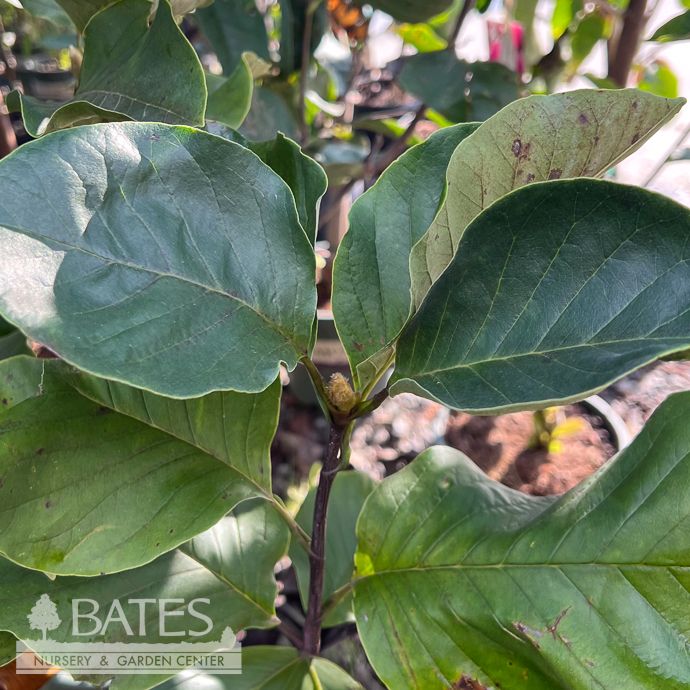 #7 6-7' Magnolia x brooklynensis Judy Zuk/ Deciduous Yellow Saucer