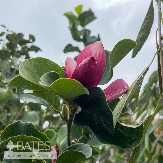 #7 4-5' Magnolia  x March til Frost/ Deciduous Rose-purple Saucer