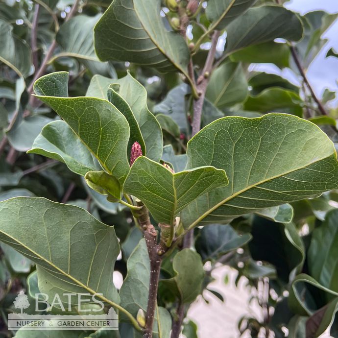 #7 4-5' Magnolia  x March til Frost/ Deciduous Rose-purple Saucer