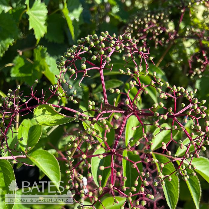Edible #3 Sambucus can Pocahontas/ American Elderberry Native (TN)