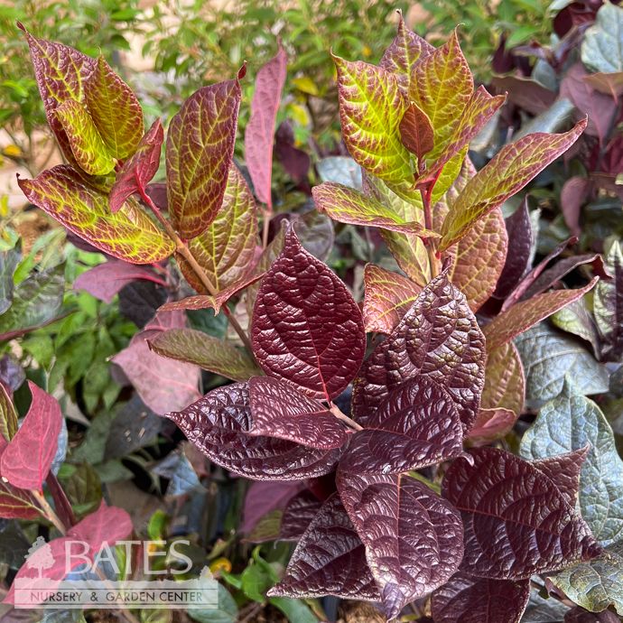 #7 Calycanthus flor var purp Burgundy Spice/ Allspice Sweetshrub Native (TN)