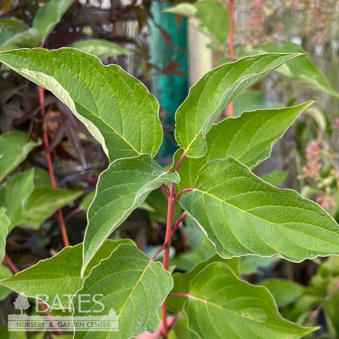 #3 Cornus sericea Cardinal/ Red Twig Dogwood Native (R)