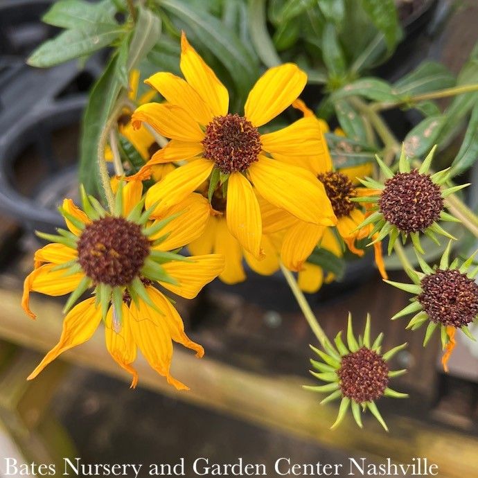 #2 Helianthus salicifolius PW Autumn Gold/ Willowleaf Sunflower Native (R)