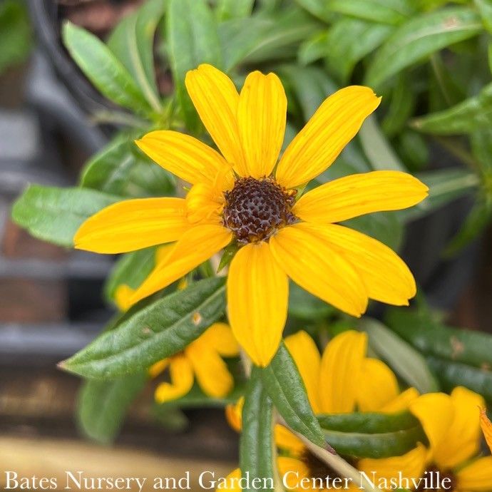 #2 Helianthus salicifolius PW Autumn Gold/ Willowleaf Sunflower Native (R)