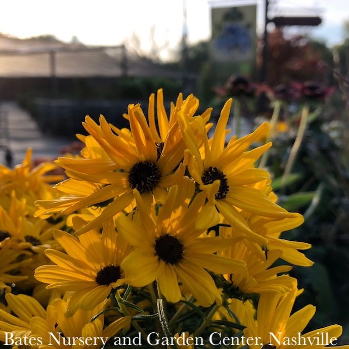 #2 Helianthus salicifolius First Light/ Willowleaf Sunflower Native (R)