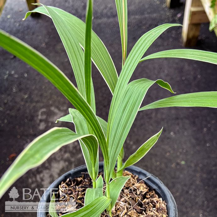 #1 Bletilla striata/ Hardy Orchid