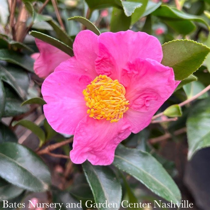 #3 Camellia x  Winter's Star Pink/ Single - No Warranty