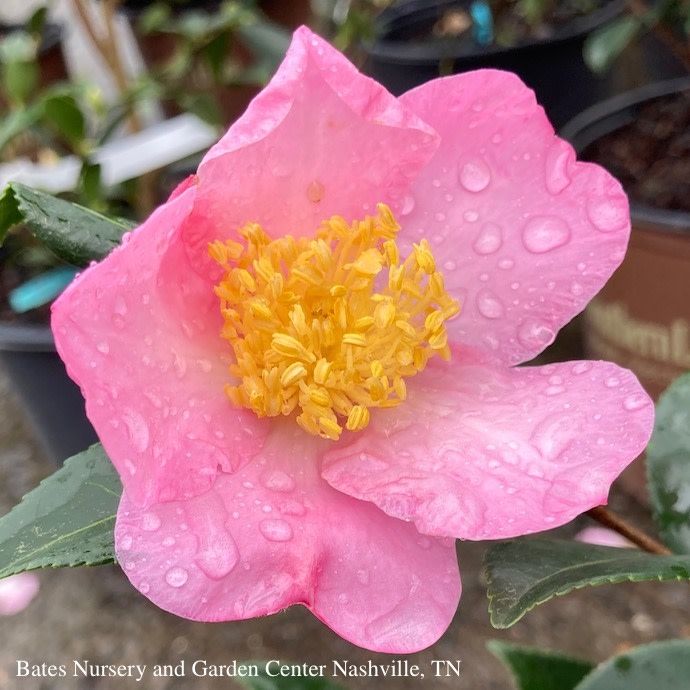 #3 Camellia x  Winter's Star Pink/ Single - No Warranty