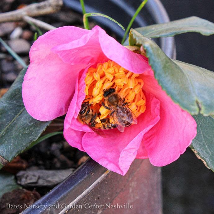 #3 Camellia x  Winter's Star Pink/ Single - No Warranty