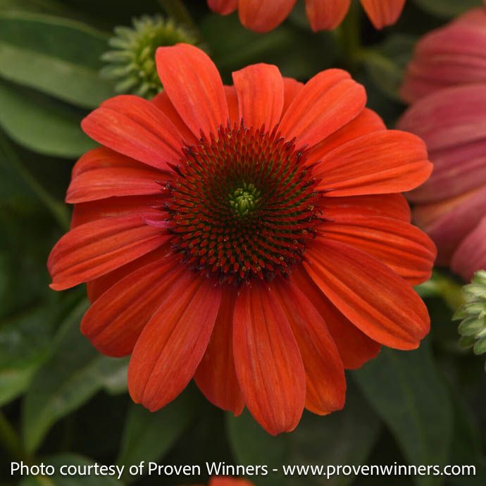 #1 Echinacea x Sombrero 'Mandarin Mambo'/ Orange Coneflower