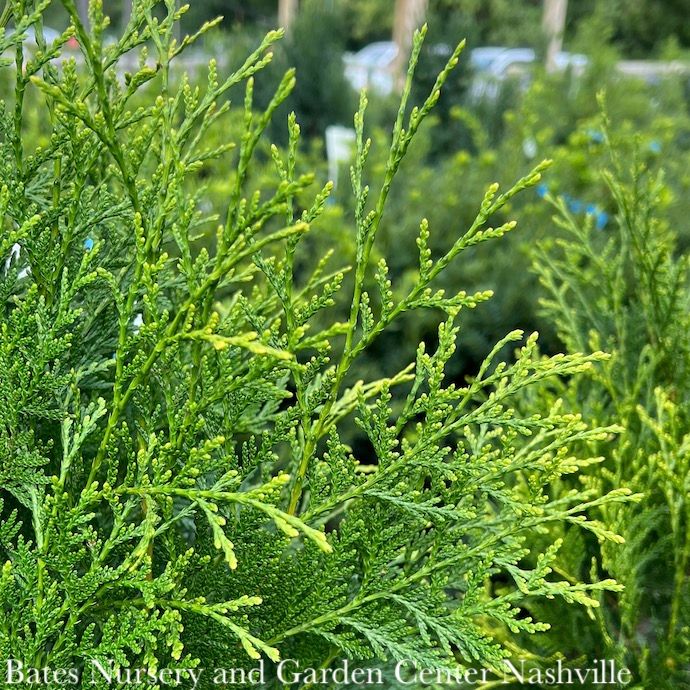 #3 Thuja occ Full Speed A Hedge (American Pillar)/ Columnar Arborvitae