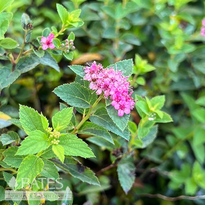#2 Spiraea japonica Strawberry Frosted/ Pink Flowers