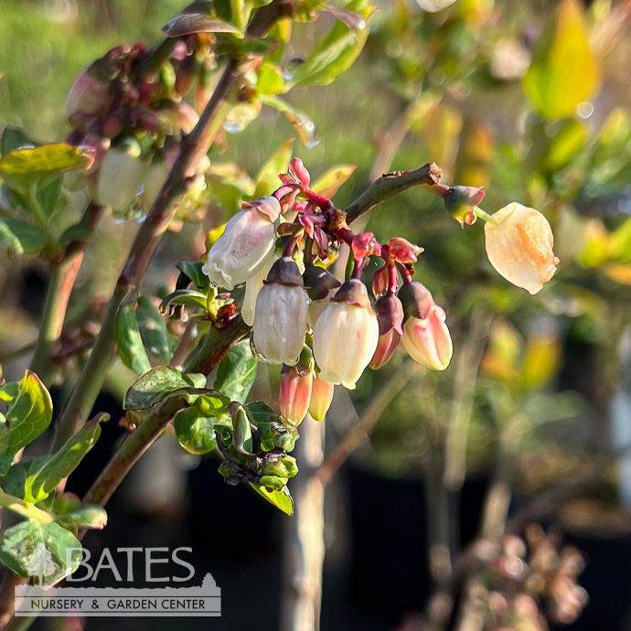 Edible #2 Vaccinium cory Sugar Snap/ Highbush Blueberry Native (TN)