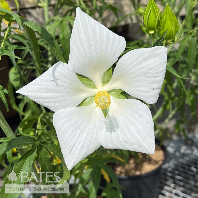 #2 Hibiscus cocc Alba/ Texas White Star Hardy Native (R)