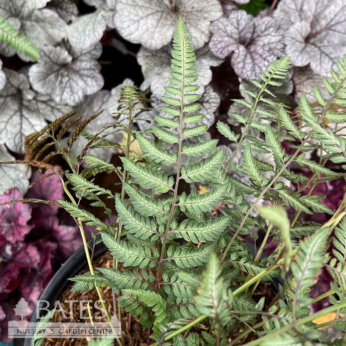 #1 Athyrium niponicum Pictum Pearly White/ Japanese Painted Fern
