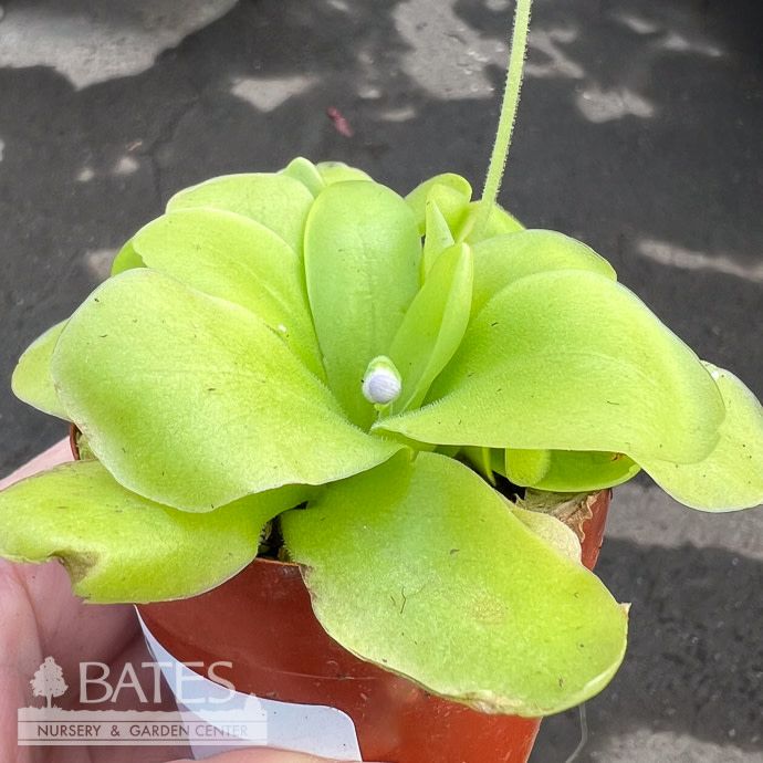 2p! Carnivorous Butterwort /Pinguicula Succulent /Tropical