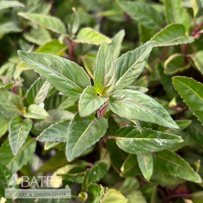 #1 Blephilia subnuda/ Cumberland Smooth Wood Mint Native (TN)