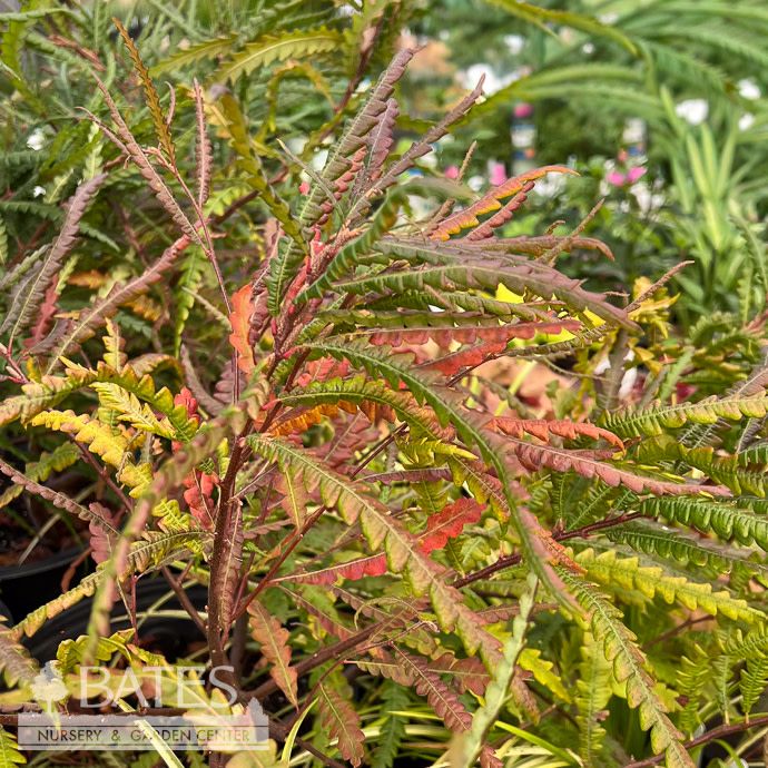 #1 Comptonia peregrina/ Sweet Fern Shrub Native (R)