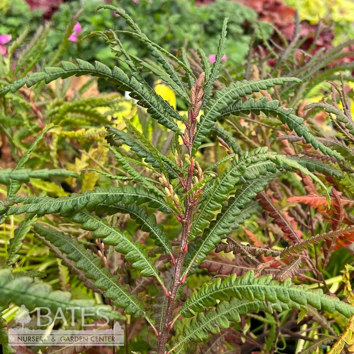 #1 Comptonia peregrina/ Sweet Fern Shrub Native (R)