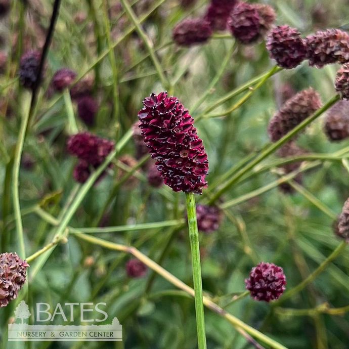 #1 Sanguisorba x Plum Drops/ Burnet
