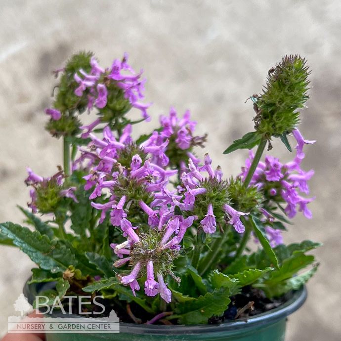 #1 Stachys minima (spathulata)/ Dwarf Betony