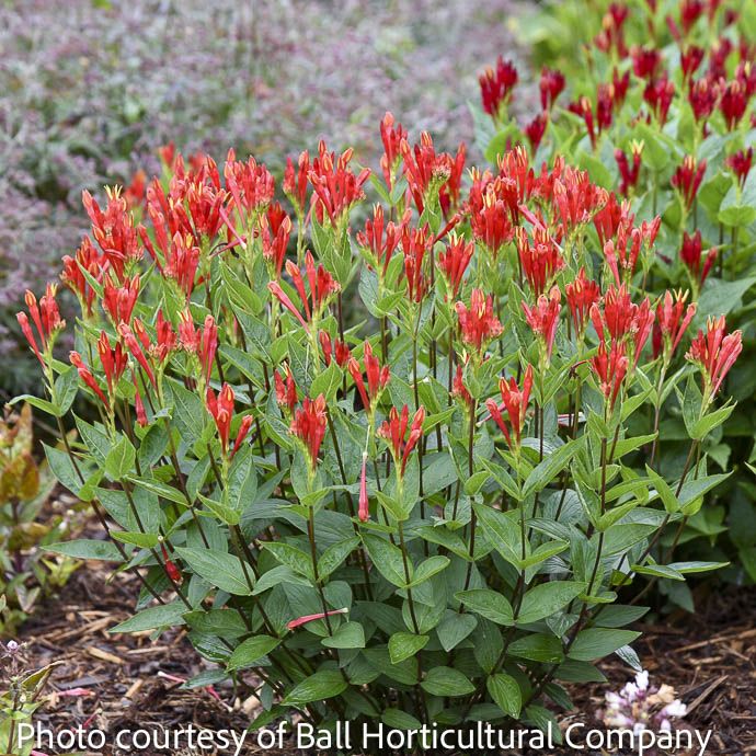 #1 Spigelia mar Orange Slices / Indian Pink Native (TN)