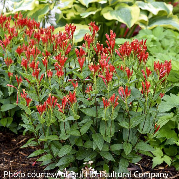 #1 Spigelia mar Orange Slices / Indian Pink Native (TN)