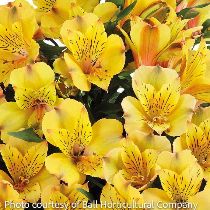 Tropical #1 Alstroemeria Colorita 'Ariane'/ Peruvian Lily - No Warranty