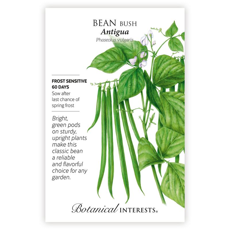 Seed Veg Bean Bush Antigua - Phaseolus vulgaris