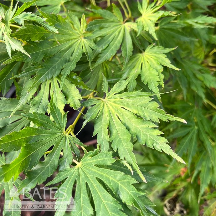 #6 Acer x pseudosieboldianum Arctic Gold/ Hybrid Maple