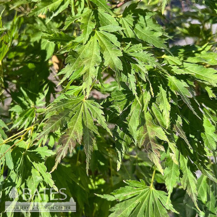 #6 Acer x pseudosieboldianum Arctic Gold/ Hybrid Maple