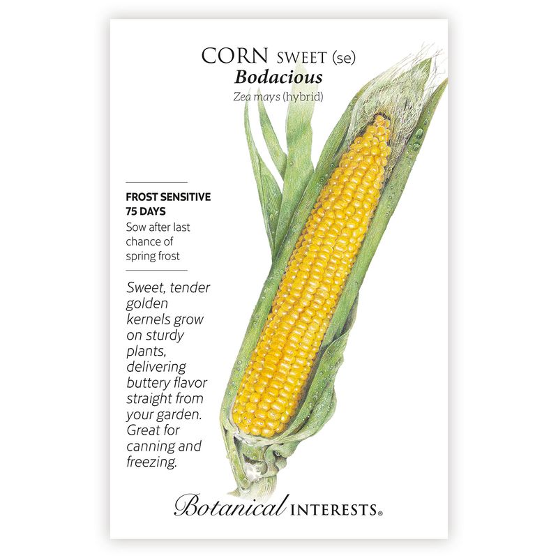 Seed Veg Corn Sweet Bodacious (Yellow) - Zea mays (hybrid)