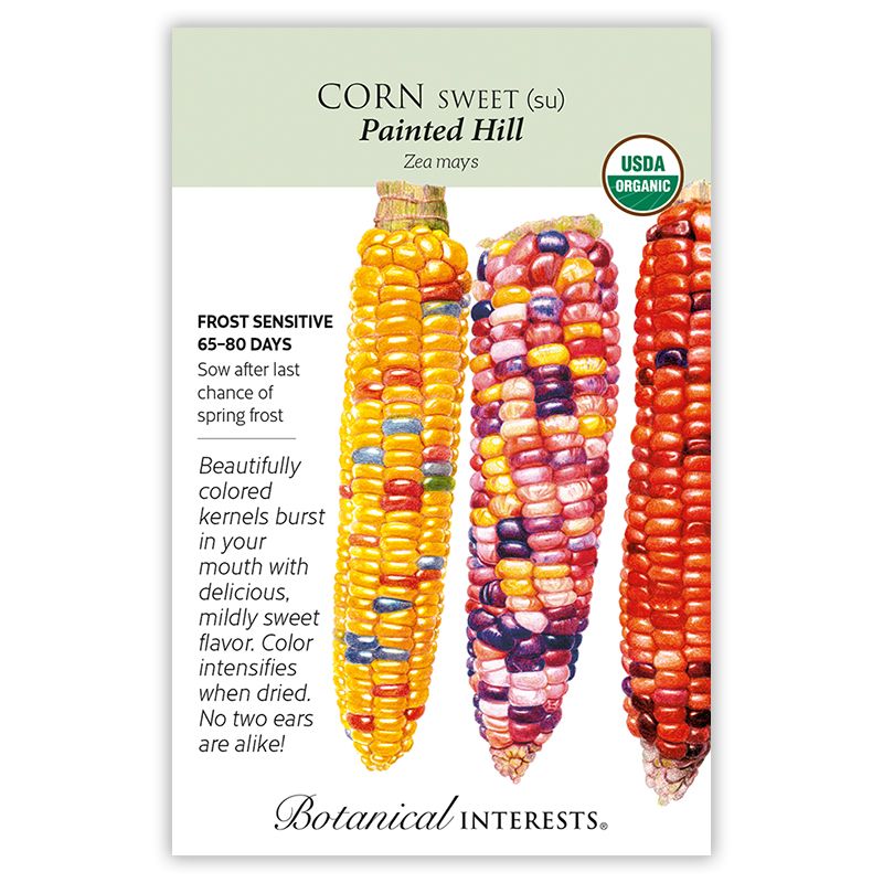 Seed Veg Corn Sweet Painted Hill Organic - Zea mays