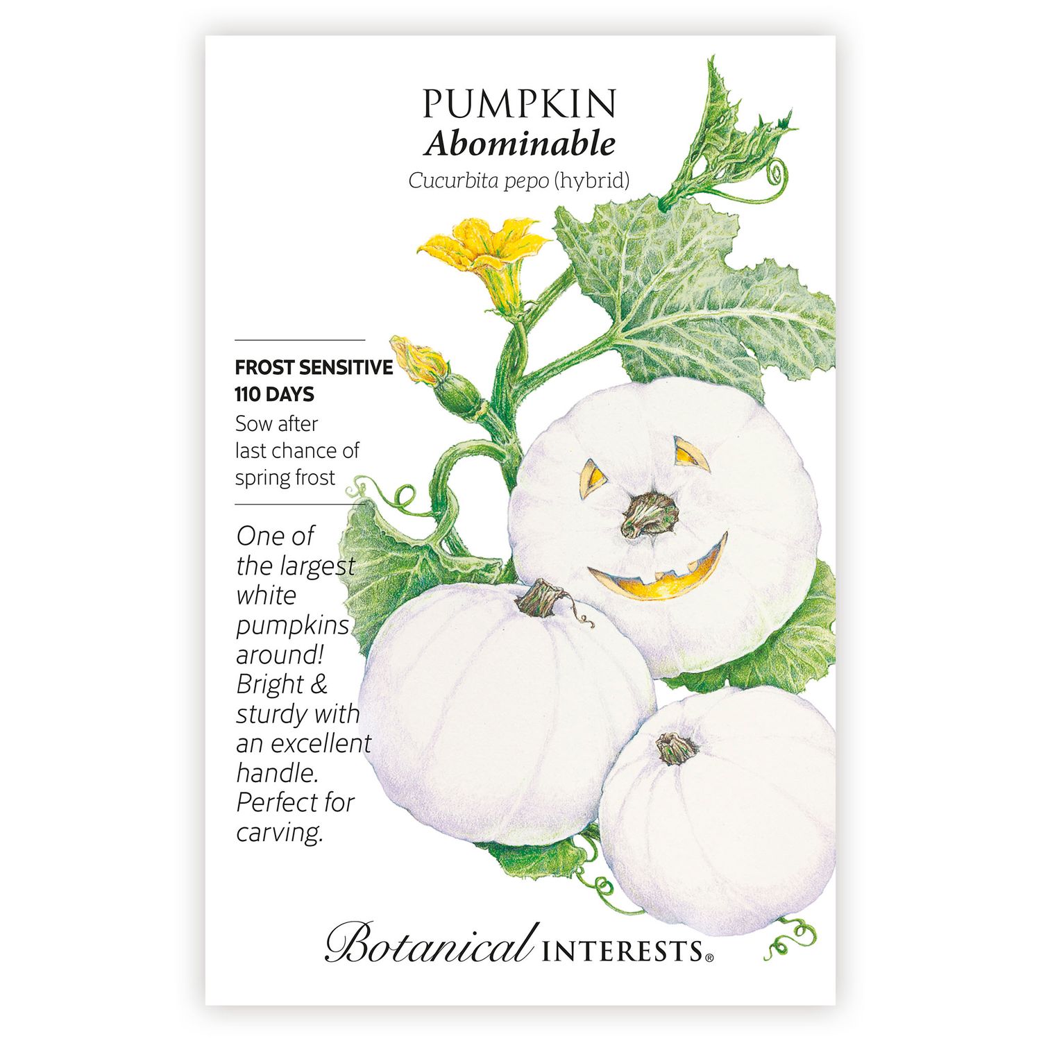 Seed Veg Pumpkin Abdominable hybrid - Cucurbita maxima