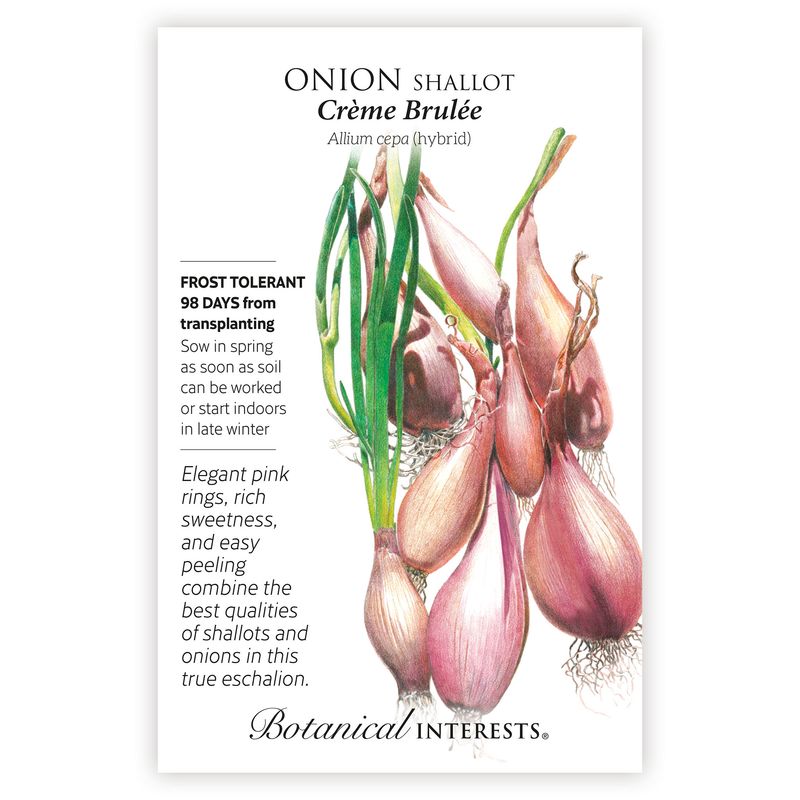 Seed Veg Onion Shallot Creme Brulee hybrid - Allium cepa