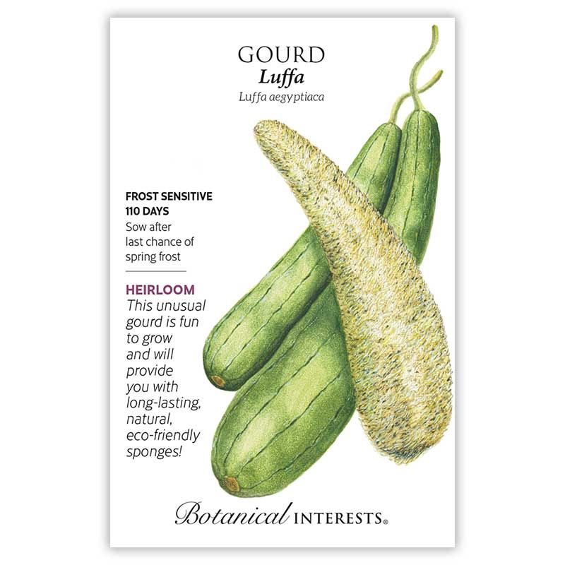 Seed Flwr Gourd Luffa Heirloom - Luffa aegyptiaca