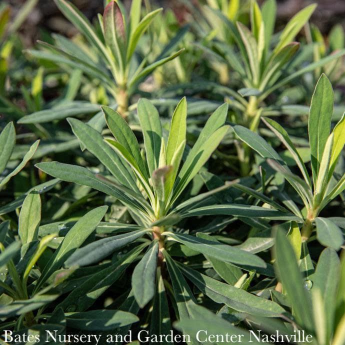 QP Euphorbia Ruby Glow/ Wood Spurge