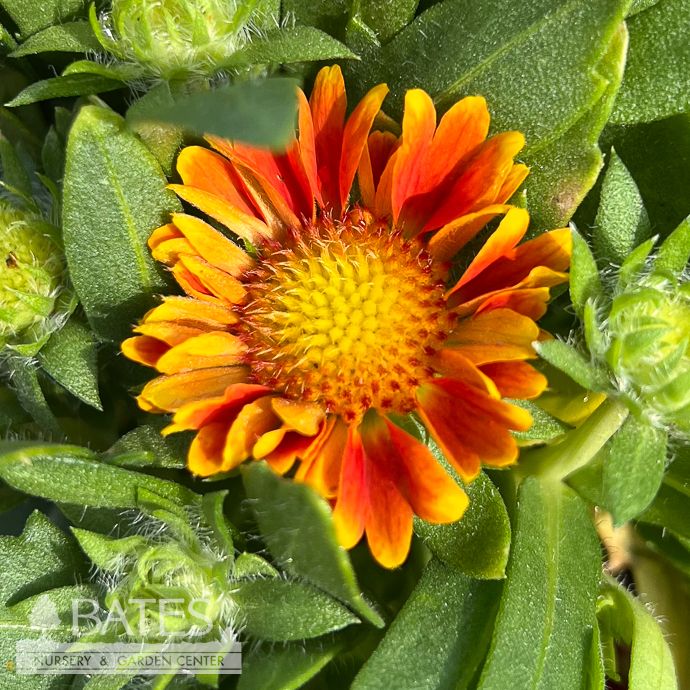 #1 Gaillardia x Gusto 'Orange Zest'/ Blanket Flower