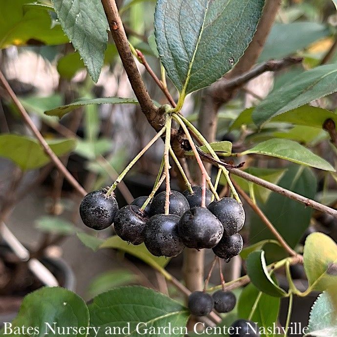 #3 Aronia melano Autumn Magic/ Black Chokeberry Native (TN)