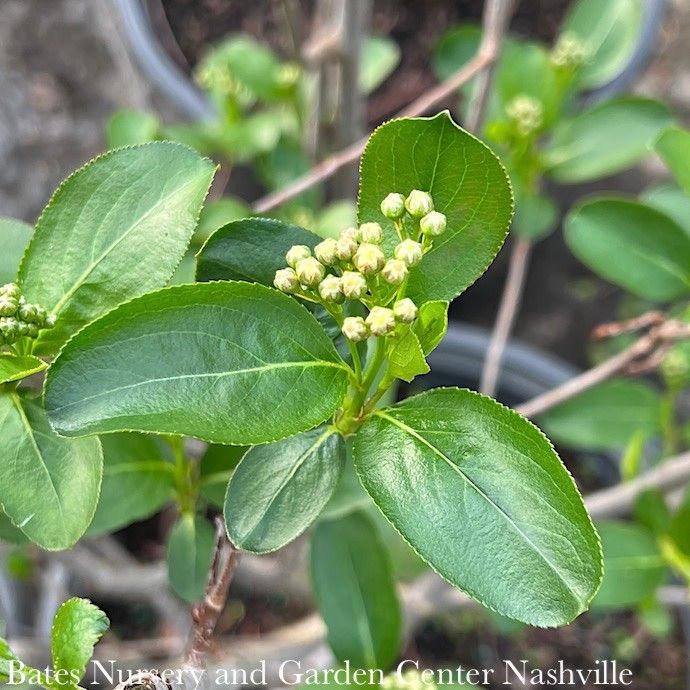 #3 Aronia melano Autumn Magic/ Black Chokeberry Native (TN)