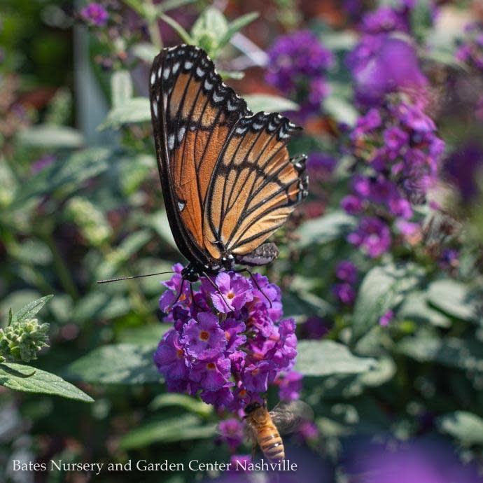 #3 Buddleia x PW Miss Violet/ Purple Butterfly Bush