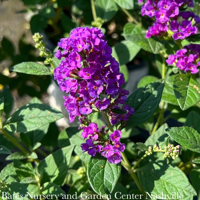 #3 Buddleia x PW Miss Violet/ Purple Butterfly Bush