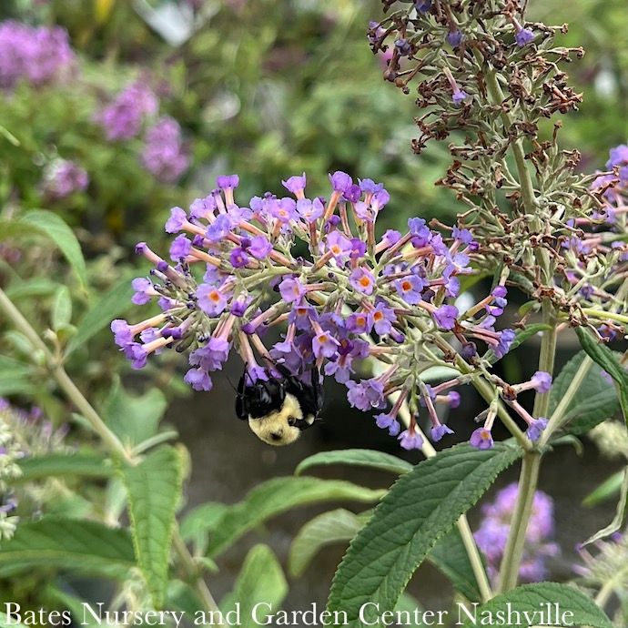 #3 Buddleia x PW Lo &amp; Behold 'Purple Haze'/ Dwarf Butterfly Bush