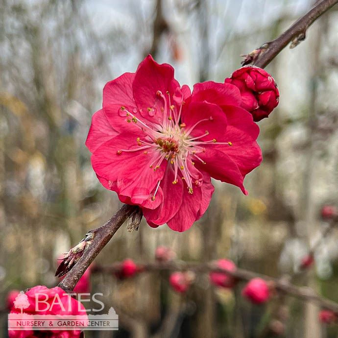 #7 Prunus pers Crimson Cascade/ Weeping Flowering Peach