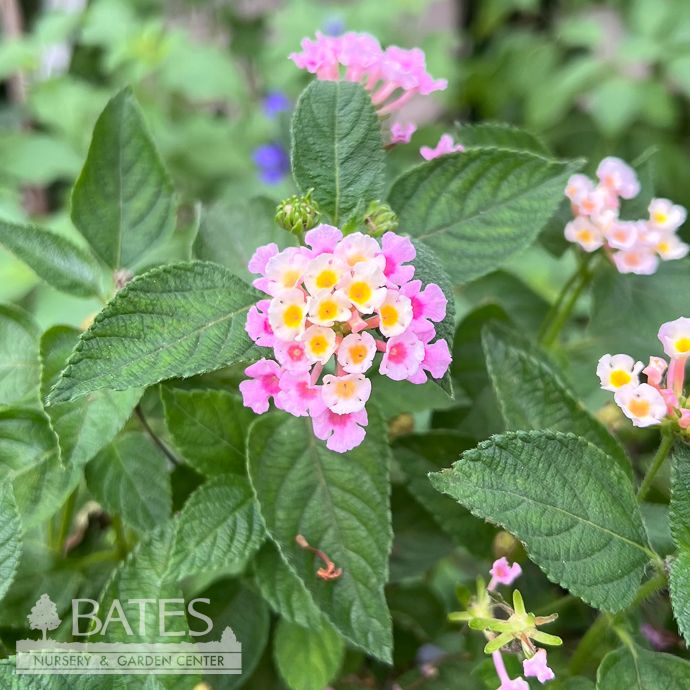 Tropical Topiary Patio Tree #3 Lantana Fiesta Limonada Rosa - No Warranty