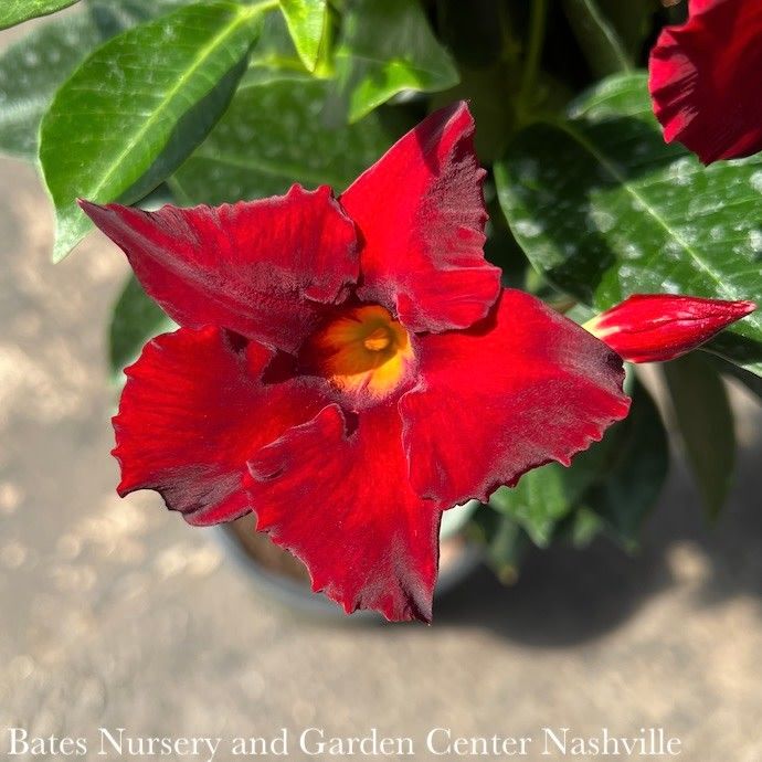 Tropical #5 Mandevilla Sunvilla 'GIANT Red' - No Warranty
