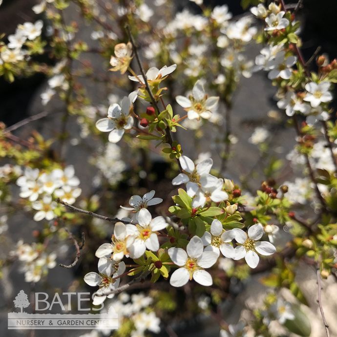 #3 Spiraea thun Gold Thread