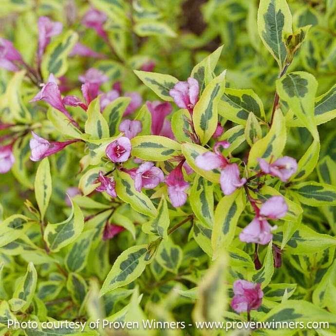 #3 Weigela flor PW Bubbly Wine/ Variegated