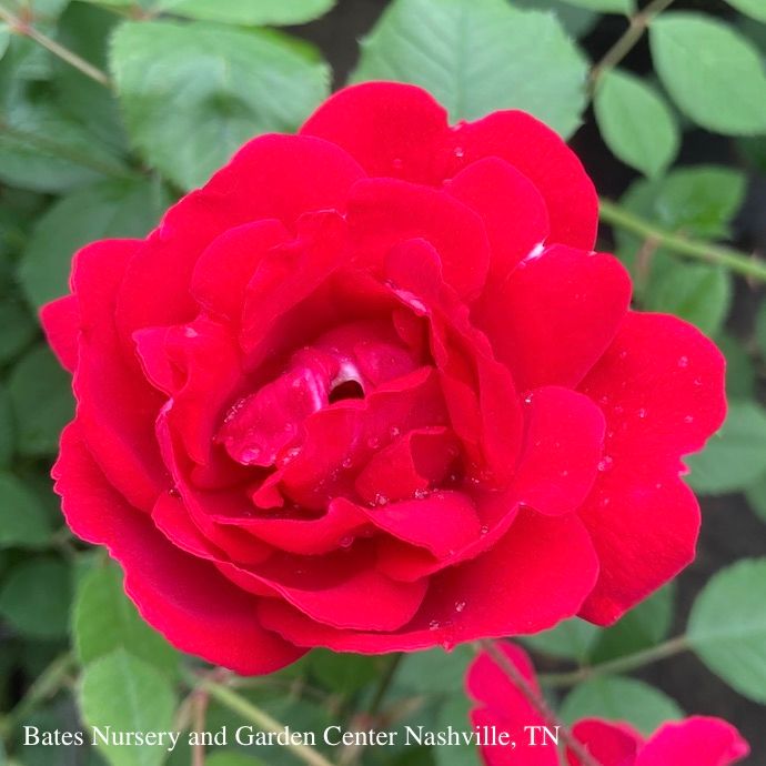 #5 Rosa Blaze Improved/ Red Climbing Rose - No Warranty