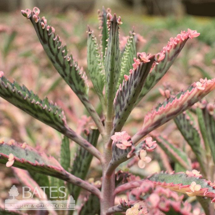 4p! Kalanchoe Pink Butterfly /Succulent /Tropical